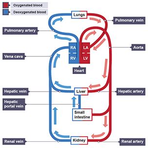 Ferrel Cell - between 30° and 60° North and South. . Circulatory system bbc bitesize